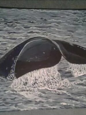 whaletail